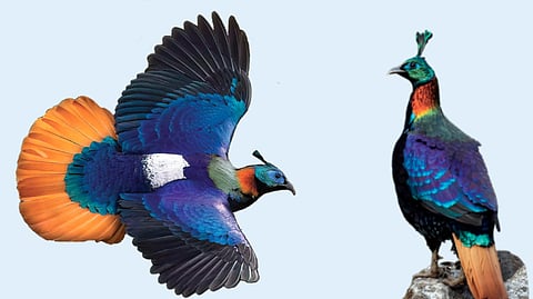 Himalayan Monal |