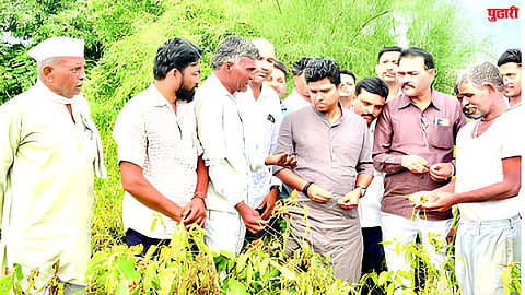 Crop Damage