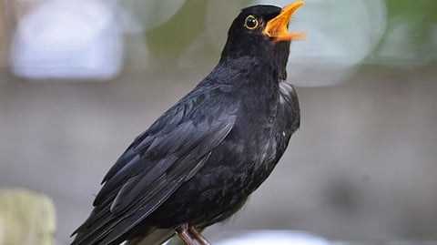 Blackbird Song |