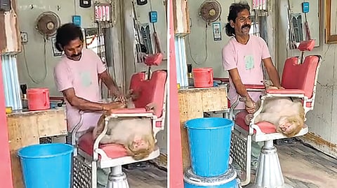 Monkey Visits Salon |