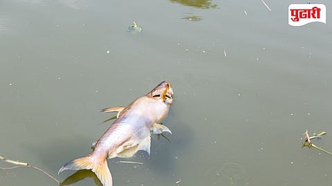 fish death