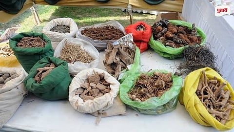 Forest Medicinal Plants