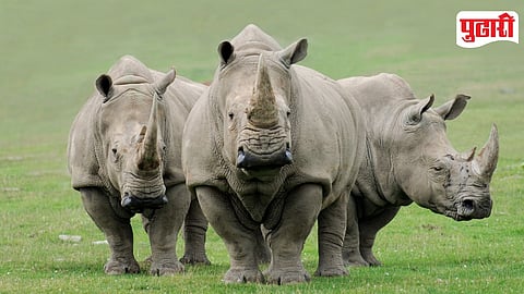 Rhino
