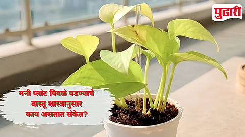 Money Plant Turning Yellow