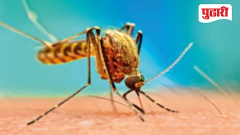 uran taluka malaria dengue outbreak