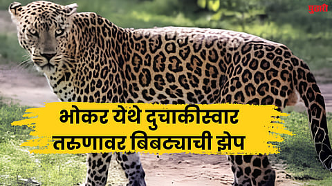 Leopard attack