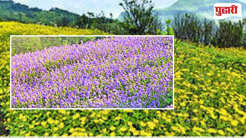 Wildflowers | सह्याद्रीच्या कुशीत निसर्गाचा अद्भुत आविष्कार! शिरपुंजे-भैरवगड परिसर रंगीबेरंगी रानफुलांनी बहरला
