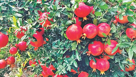 Solapur Pomegranate Farming