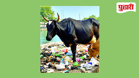 Goa plastic waste cattle deaths