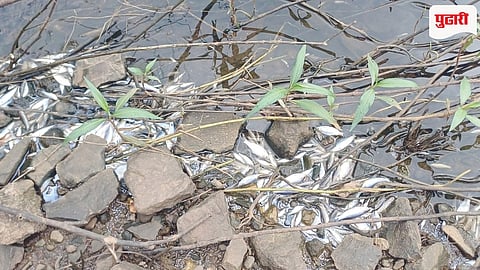 Mahad MIDC Water Pollution