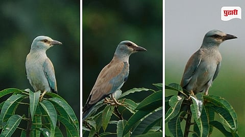 European Roller Bird