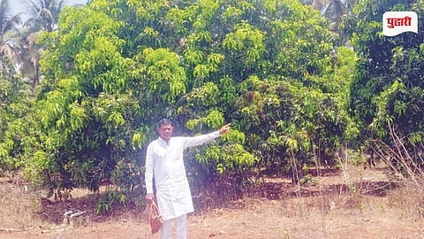 Raigad Hapus Mango Farmer