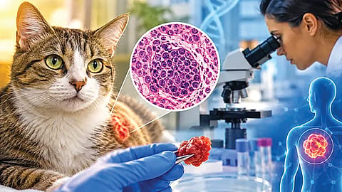 Cancer Treatment Research |