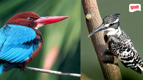 Phansad Wildlife Sanctuary