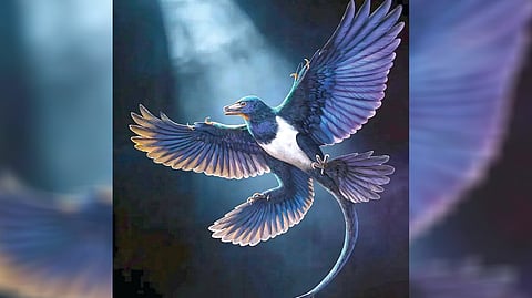 Four-Winged Dinosaur |