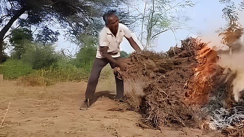 Beed farmer burns soybean crop