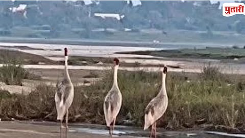 Tumsar Bawanthadi River Birds