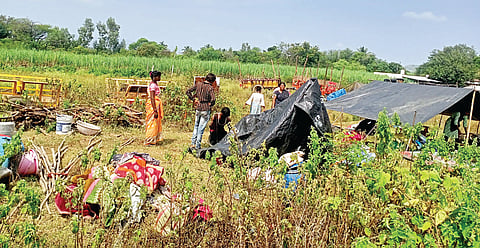 Satara Sugarcane Cutting : शिवाराशिवारात होणार ऊसतोडीचे धुमशान; विदर्भ, मराठवाड्यातील मजूर जिल्ह्यात दाखल
