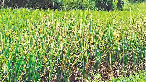 Satara News : वाईत पाऊस गायब, पिके करपली