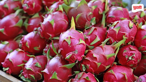 Dragon Fruit Farming