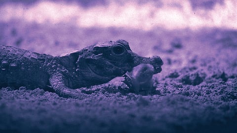 Crocodiles Hunting Bats |