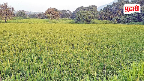 Thane rice farming