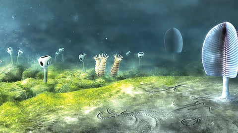 Animal Evolution |