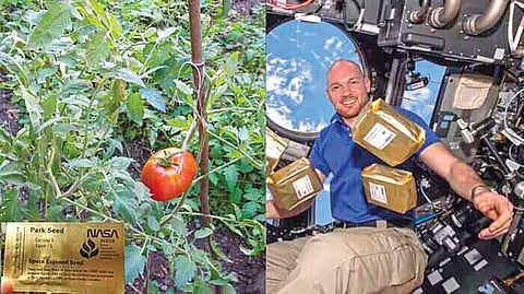 Tomato Seeds in Space |