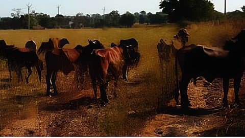 Nashik fodder scarcity livestock crisis