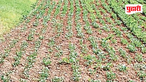Nanded Agriculture News