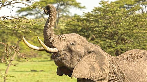 African Elephants |