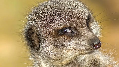 Animal Emotions |