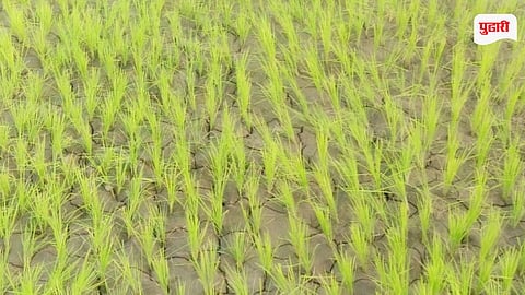 Thane Palghar Drought