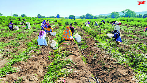 Agriculture News