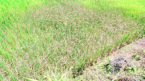 Satara Drought : जावलीत फुलोऱ्यातील भातशेती करपली; कोरडा दुष्काळ जाहीर करण्याची मागणी