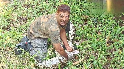 15 Foot Python |