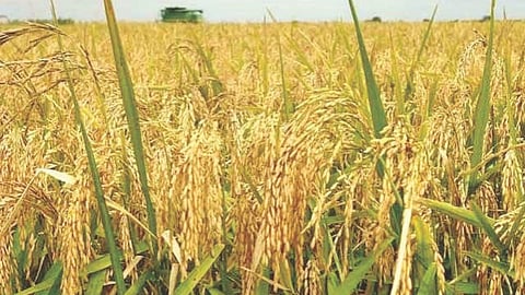 Satara News : नुकसान भरपाईतून भात पिकाला वगळले?