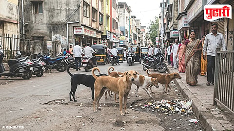 Stray Dogs