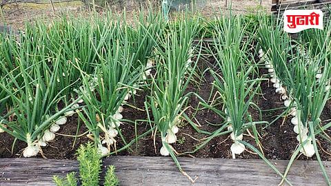 Raigad white onion