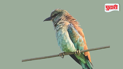 European Migratory Bird Thane