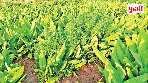 Parbhani Ganja Seizure