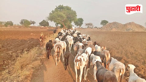 Beed Drought