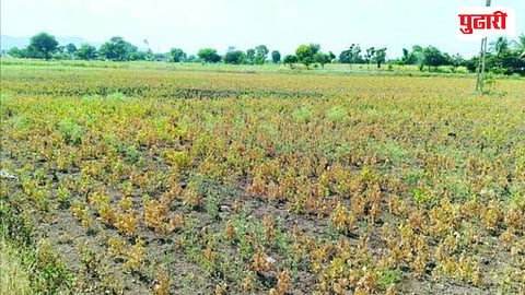 Sinnar Kharif Crop Damage