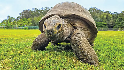 Jonathan Tortoise |