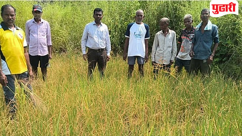Raigad Rice Crop Damage