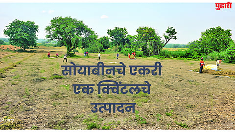 Soybean news
