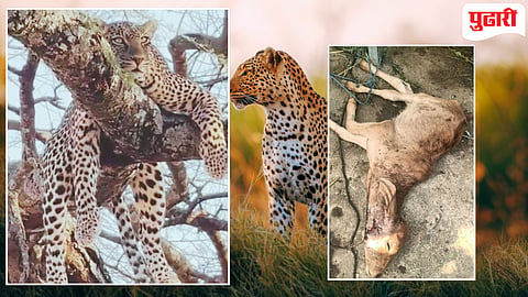 Beed Leopard : धारुर तालुक्यातील घागरवाडा परिसरात बिबट्याचा वावर; ग्रामस्थांमध्ये भीतीचे वातावरण!
