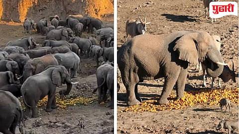 Orange Party for Elephant