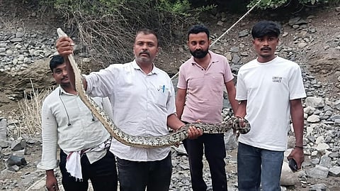 Nanded Python Rescue : रिसनगाव येथे विहिरीत पडलेल्या अजगराला जीवदान