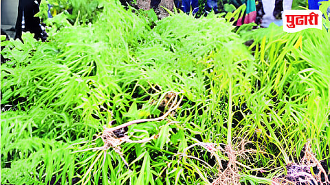 Umarga Ganja Seizure